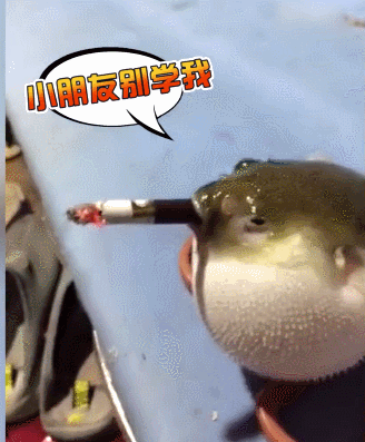鱼 忧伤 抽烟 搞笑