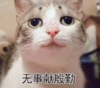 抖音表情 抖音表情包 抖音套路 抖音 撩汉猫咪 撩 猫咪 表白