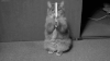 拍打 敲打 猫咪 逗比