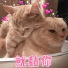 萌宠 喵星人 就黏你 我就要跟着你 可爱 活泼