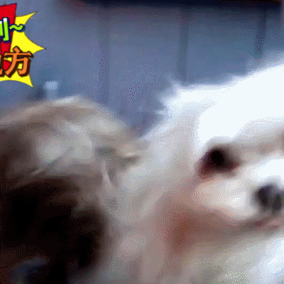 汪星人 狗 搞笑 萌寵 可愛