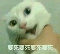 猫咪 喵星人 要死要死 愤怒 搞笑 斗图