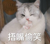 萌宠 猫星人 捂嘴偷笑 哈哈哈 呆萌 可爱