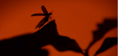 展翅 昆虫 神话的森林 纪录片