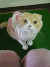 猫咪 镜头 眼神 可爱