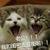 猫 喵星人 闺蜜 逛街去啦