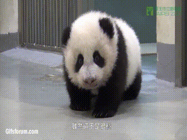 熊猫 萌化了 天然呆 动物 panda