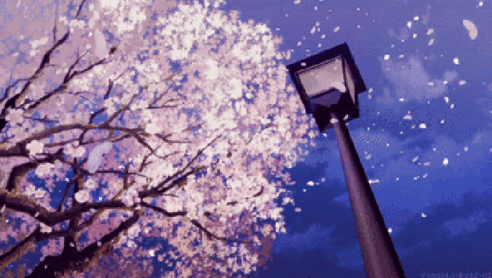 樱花 花瓣 飞舞 路灯