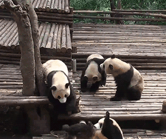 大熊猫 圈养 动物