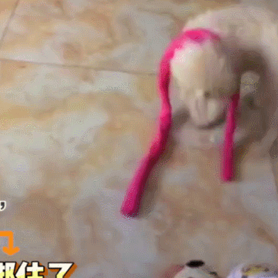 萌寵 小狗 搞笑