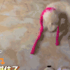萌宠 小狗 搞笑