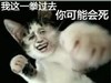 猫咪 萌宠 暴漫 老子一拳 一拳过去 可能会死 生气