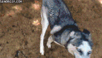 哈士奇 Siberian husky 二哈 蹦蹦跳跳