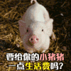猪 宠物小猪 宠物猪 萌宠 伤心 要给你的 小猪猪 一点生活费吗