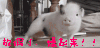 宠物猪