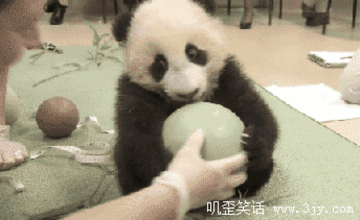 熊猫 球 玩耍 抱住