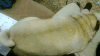 哈巴狗 pug 摇尾巴 萌