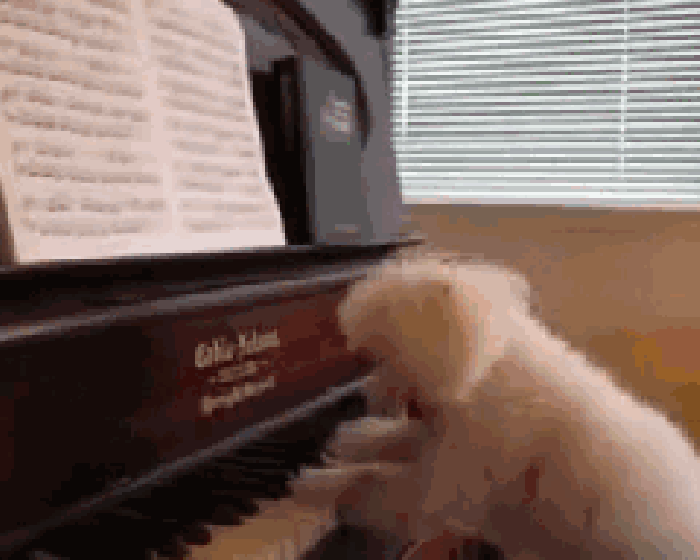 小狗 钢琴 乐谱 动态