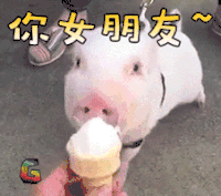 猪 动物 你女朋友 soogif soogif出品