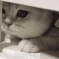 萌宠 喵星人 哎 想想好委屈 呆萌 可爱