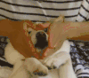 柴犬  乖巧 呆萌  按摩