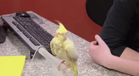 鹦鹉 键盘 桌面
