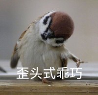 萌宠 麻雀 歪头杀式乖巧 开心 搞怪 呆萌