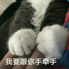 猫咪 喵星人 跟你手牵手 可爱 搞笑 萌萌哒