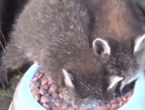 小浣熊 喝牛奶 好喝
