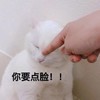 萌宠 猫星人 你要点脸 生气 呆萌 可爱