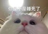萌宠 喵星人 你是不是睡死了 睡觉 呆萌 可爱