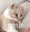 萌宠 可爱 逗 猫星人 搞笑 表情包
