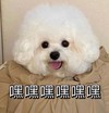 萌宠 汪星人 嘿嘿嘿 开心 搞怪 呆萌