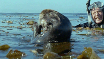水獭 慵懒 惬意 安逸 otter