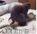 猫咪 打架 恶搞 我要睡了你