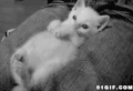 猫猫 打哈欠 懒腰 喵星人
