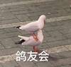 萌宠 鸽子 歌友会 开心 呆萌 可爱