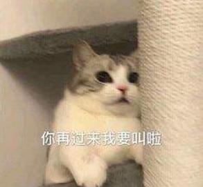 搞笑 大杂烩 魔性 沙雕图 文字表情包
