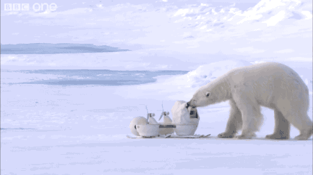 北极熊 享受 满足 逗比