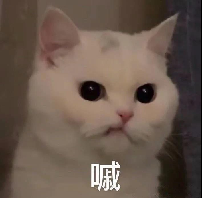 萌宠 猫星人 嘁 不稀罕 搞怪 逗