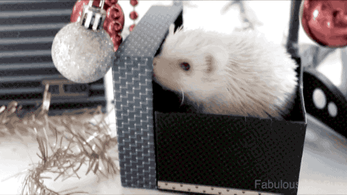 刺猬 圣诞节 礼物盒 动物