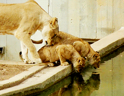 狮子 喝水 舔舐 慈爱