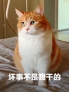 萌宠 喵星人 坏事不是我干的 我是被冤枉的 可爱 憨憨
