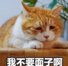 萌宠 猫星人 我不要面子啊 无辜 呆萌 可爱