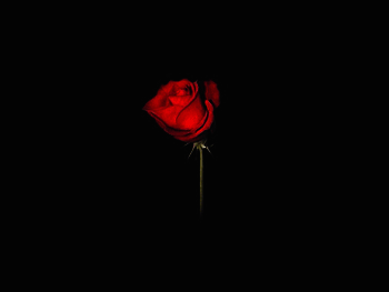 黑色 玫瑰花 枯萎 黑暗