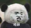 熊猫人 张学友 恶搞 哈卵