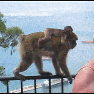 猴子 冰激凌 抢东西 吃货 老太太 嚣张 栏杆