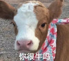 萌宠 牛 你很牛吗 鄙视 搞怪 逗