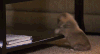 粑粑 宠物 搞笑 要玩 萌 gif