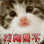 萌宠 猫 猫咪 生气 找削是不 soogif soogif出品